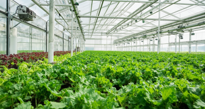 蔬菜大棚租赁：开启绿色种植新篇章图片19